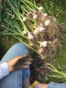 Jacquelin Suskin Garlic